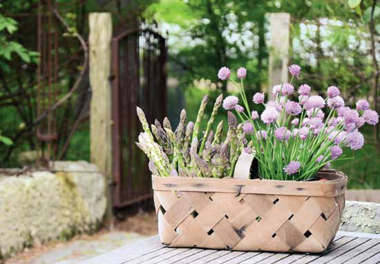 A harvest basket filled with asparagus and chives signifies the start of spring.